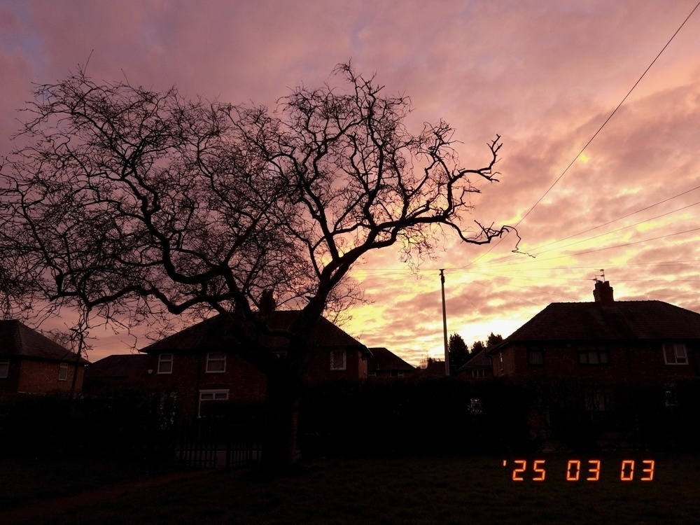 A cloudy salmon pink sky over a silhouetted bare-branched tree and houses