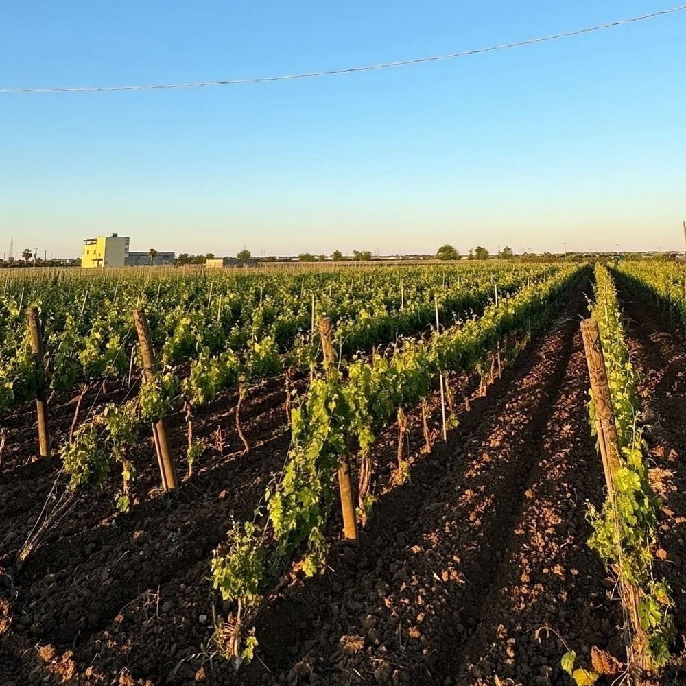 Grape vines growing in a field