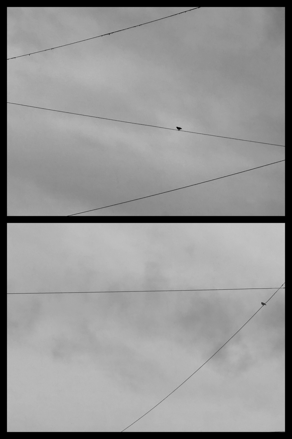 Black and white diptych of a single bird perched on a wire against a cloudy sky; the composition is split into two sections showing the bird on different wires.