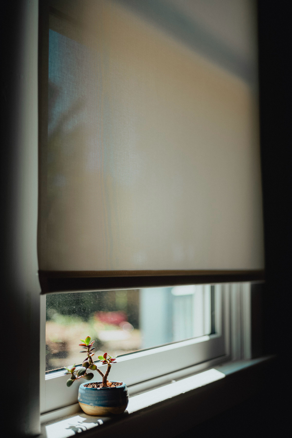 A small potted succulent sits on a windowsill with soft sunlight filtering through a lowered window blind. The focus is on the plant, with the background gently blurred. The scene has a calm and serene atmosphere.