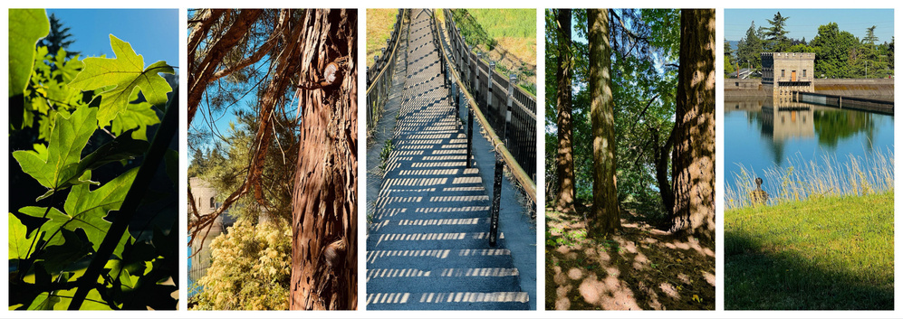 A collage of five photos. The first features green maple leaves against a blue sky. The second shows a close-up of a tree trunk with branches. The third depicts shaded steps with a zigzagging shadow pattern. The fourth shows shadow patterns on trees. The fifth shows a green grass near a water reservoir.