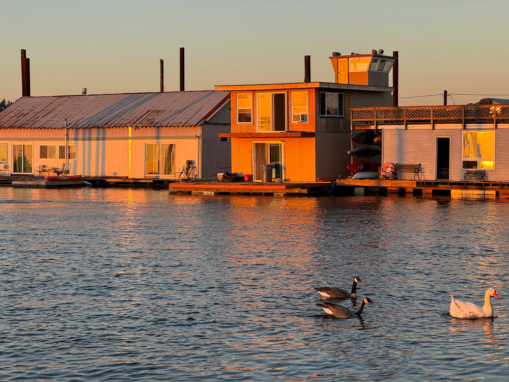 The image depicts a tranquil waterside scene at sunset with floating houseboats and reflective water. There are three birds swimming in the foreground: two geese and a white duck. The houseboats and water are bathed in warm, golden light.