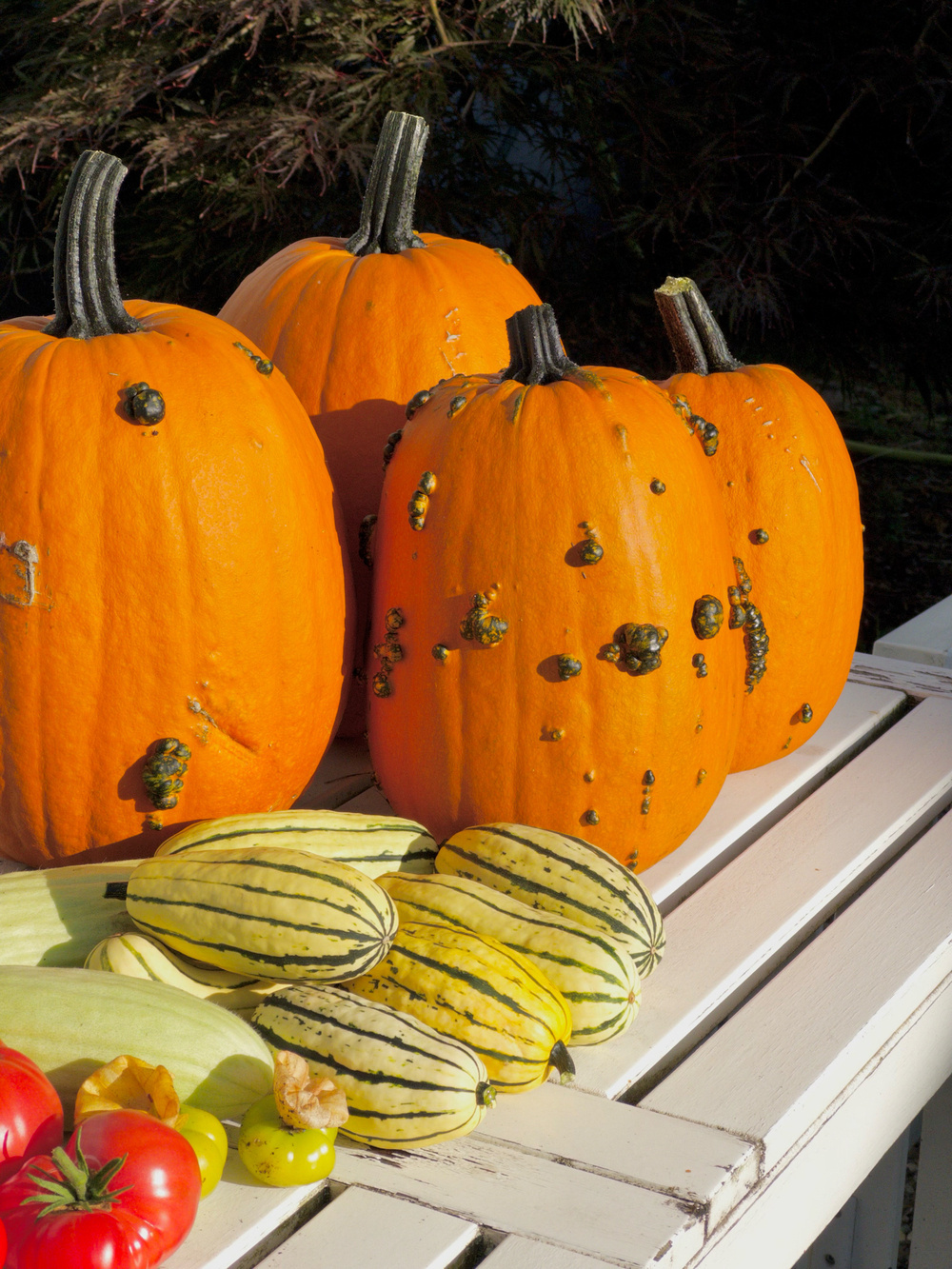 Four orange pumpkins with bumpy textures, striped delicata squash, two red tomatoes, and several other fruits on a white wooden table outdoors.