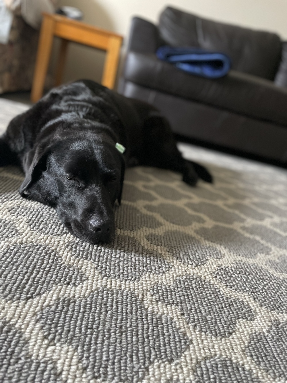 A black lab is lying curled up on a rug. You can see my couch in the background of this picture. ￼