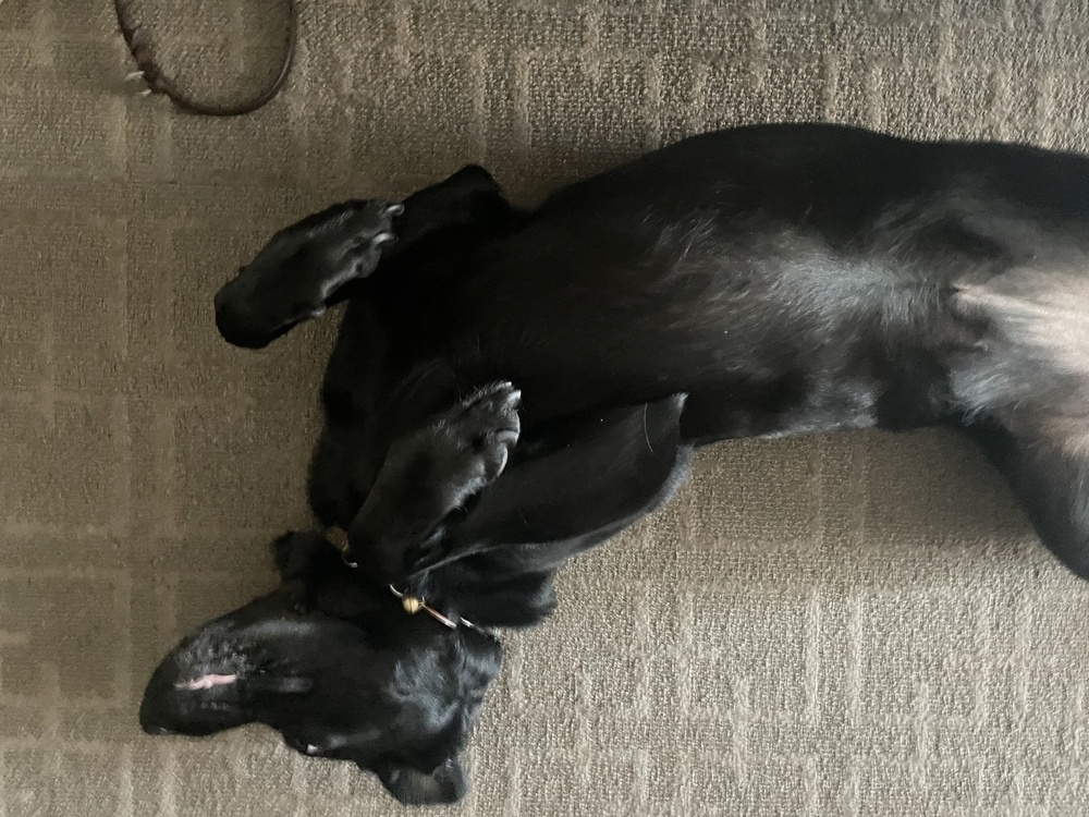 Kit, a black Labrador Retriever, lying on her back on a brown carpet. Kit appears to be relaxed and sleeping. Her front paws are folded across her chest and her back legs are stretched out. Kit has a shiny black coat and is wearing a collar. The carpet has a textured pattern.