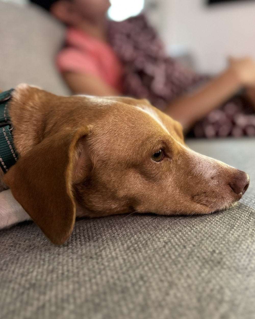 A brown and white dog lies on a gray couch; in the background, a person in a red shirt is also seated, blurred and out of focus.