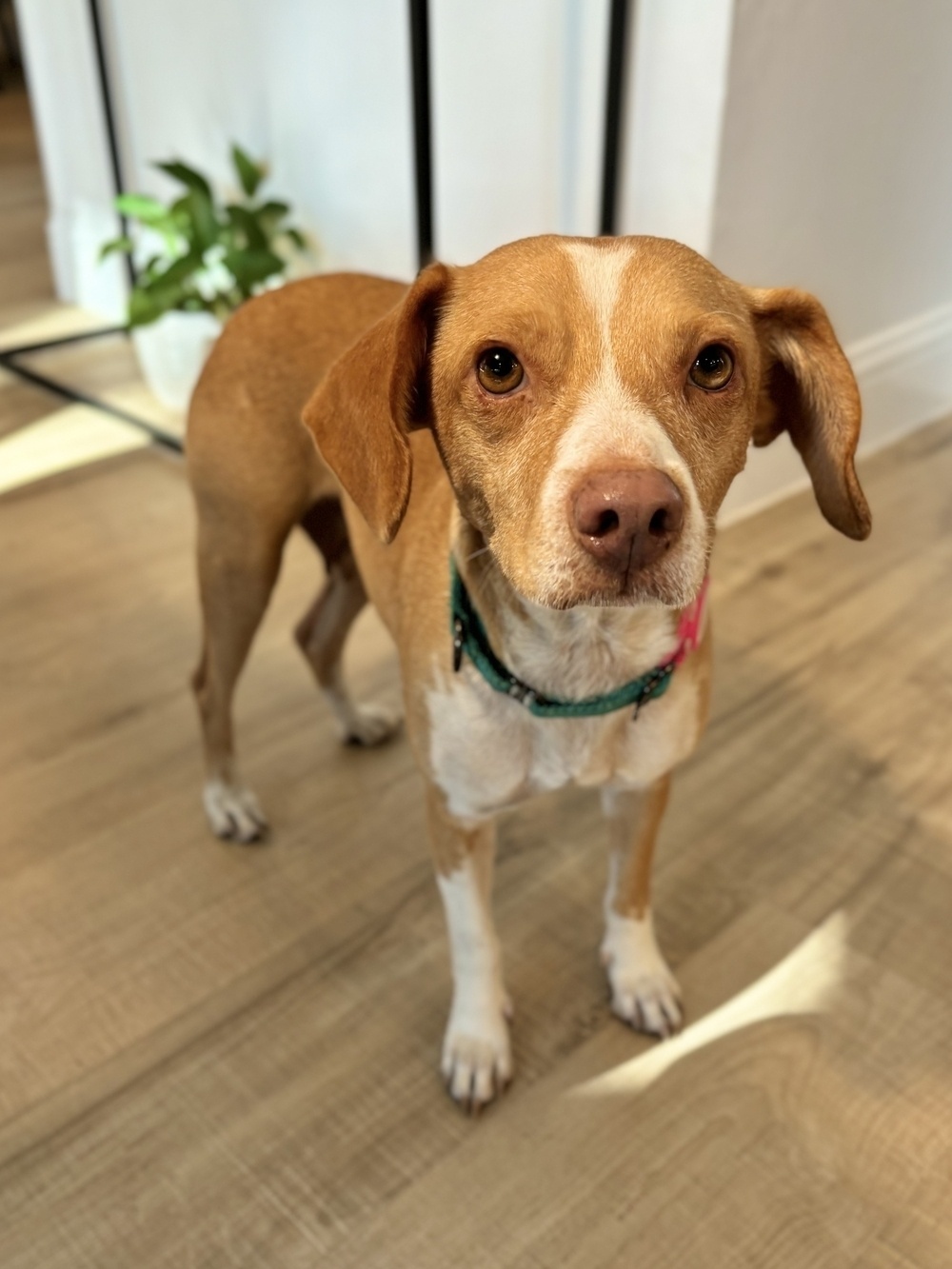 A brown and white dog with a green collar stands attentively on a wooden floor in a bright room with a potted plant in the background.