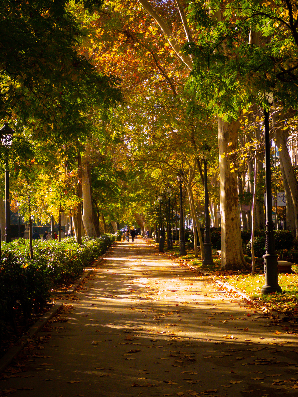 Walkway lined with trees displaying autumn foliage, casting shadows on the path; people stroll in the background, while sunlight filters through the leaves, creating a serene, warm atmosphere.