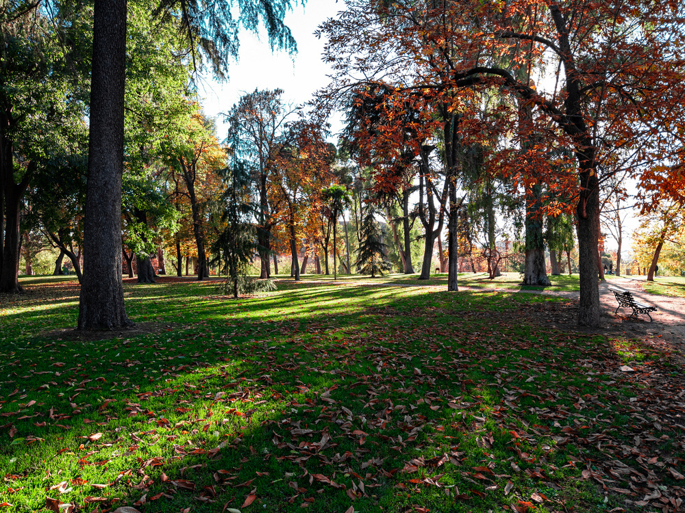 Trees stand tall with leaves changing colors, scattered on the lush green grass. A pathway with a bench winds through the park under a clear blue sky.