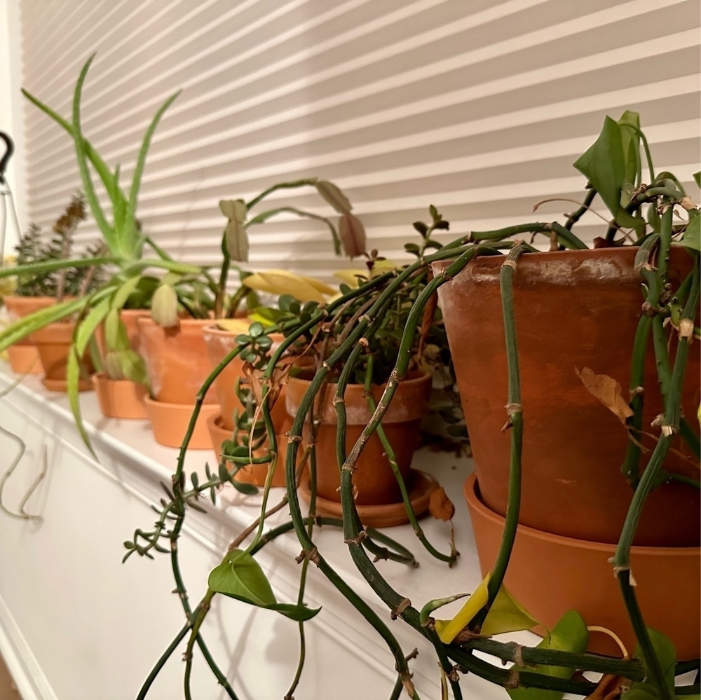 Plants in a line covering a window sill