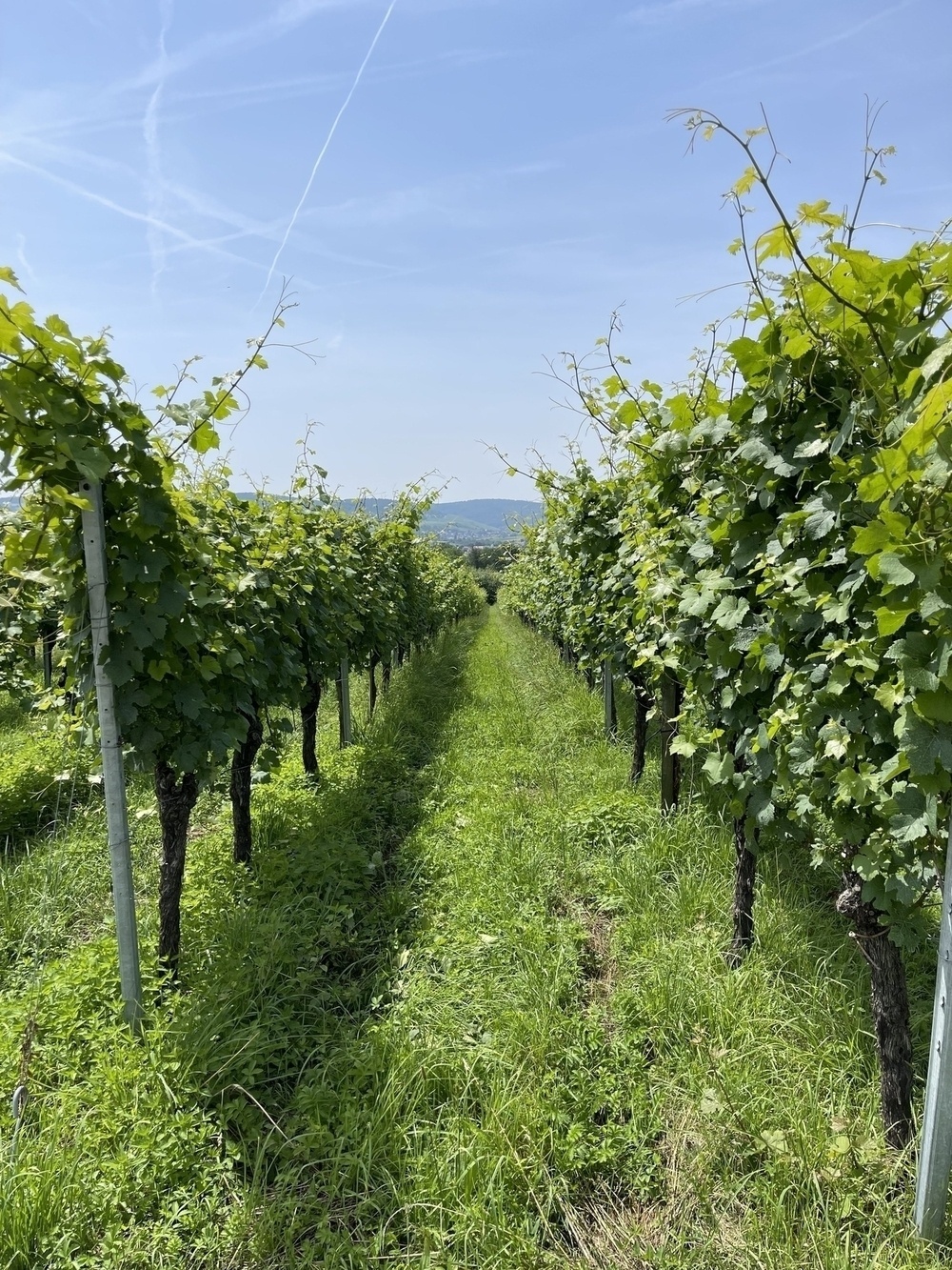 Rows of grapevines on a vineyard stretch into the distance under a clear, blue sky.
