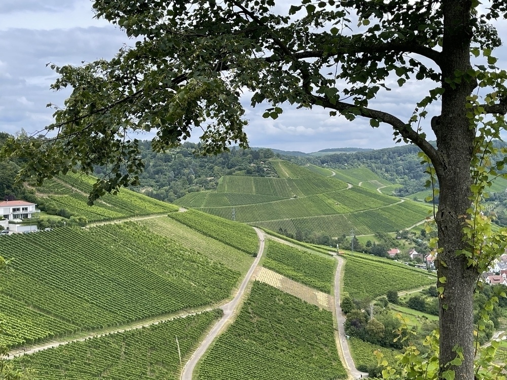 A tree frames a view of lush, rolling vineyards and winding roads under a cloudy sky.