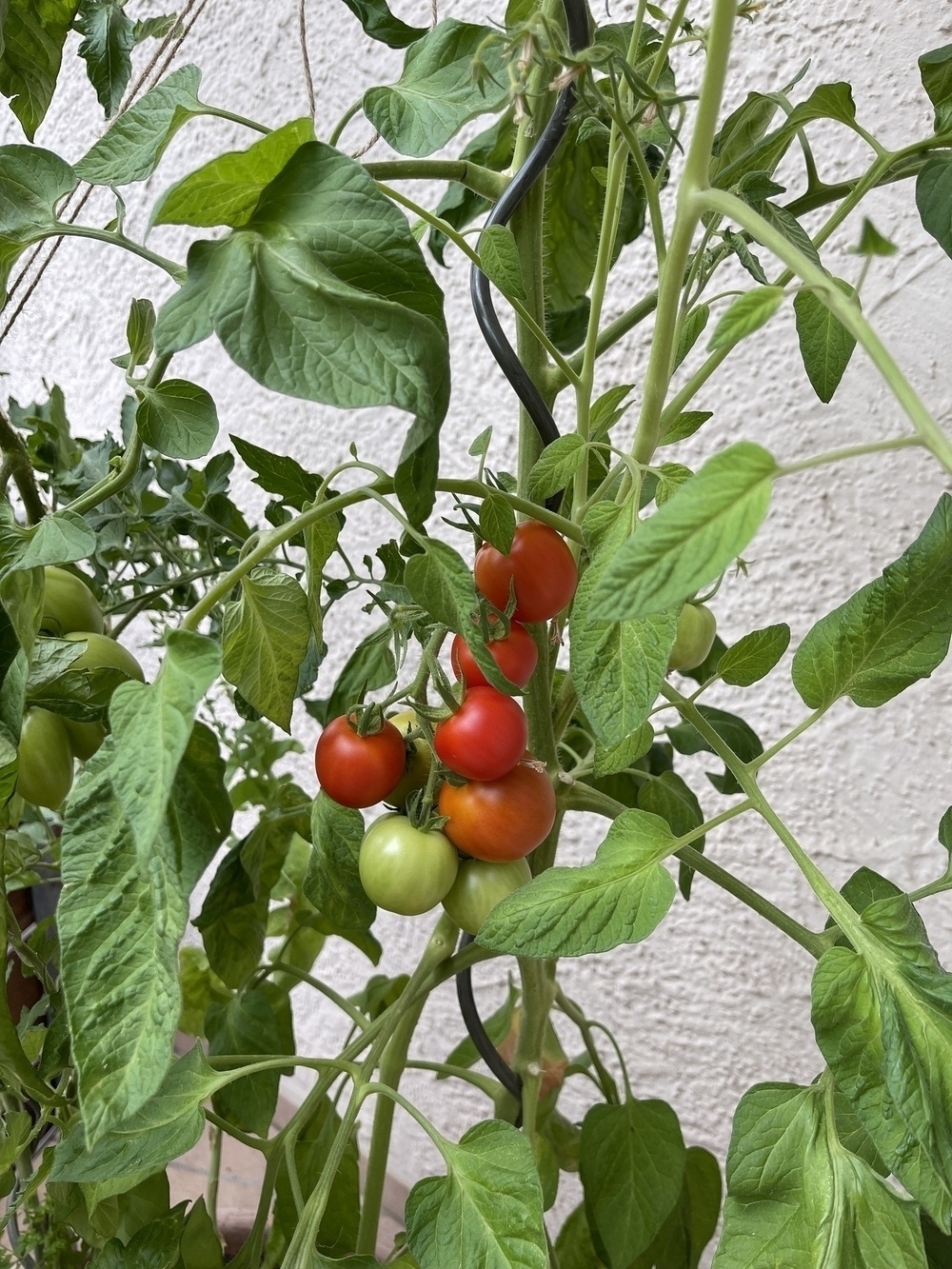 A tomato plant is bearing both ripe red tomatoes and unripe green tomatoes while supported by a garden stake.