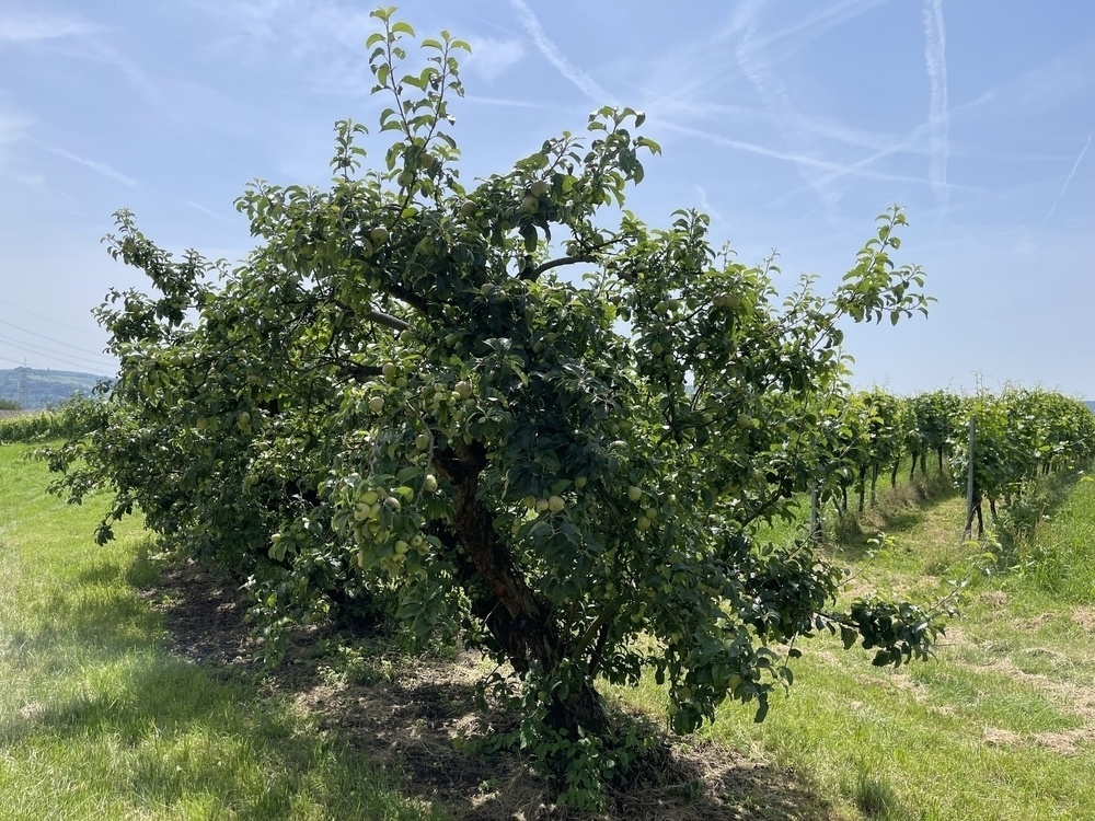 A lush, green apple tree is standing in a grassy field next to a row of vineyard plants under a clear blue sky.