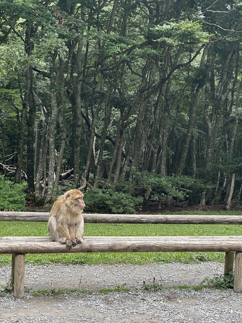 A monkey sits alone on a wooden bench in front of a dense forest.
