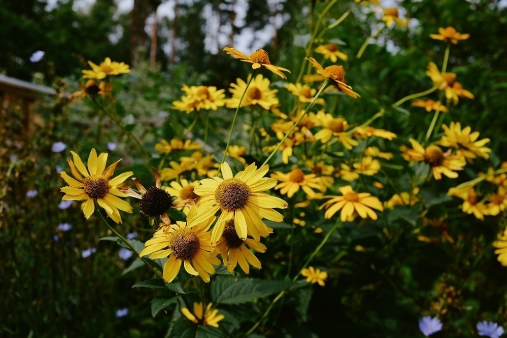 Bright yellow flowers with brown centers in focus, surrounded by green foliage, hint of a fence in the background.