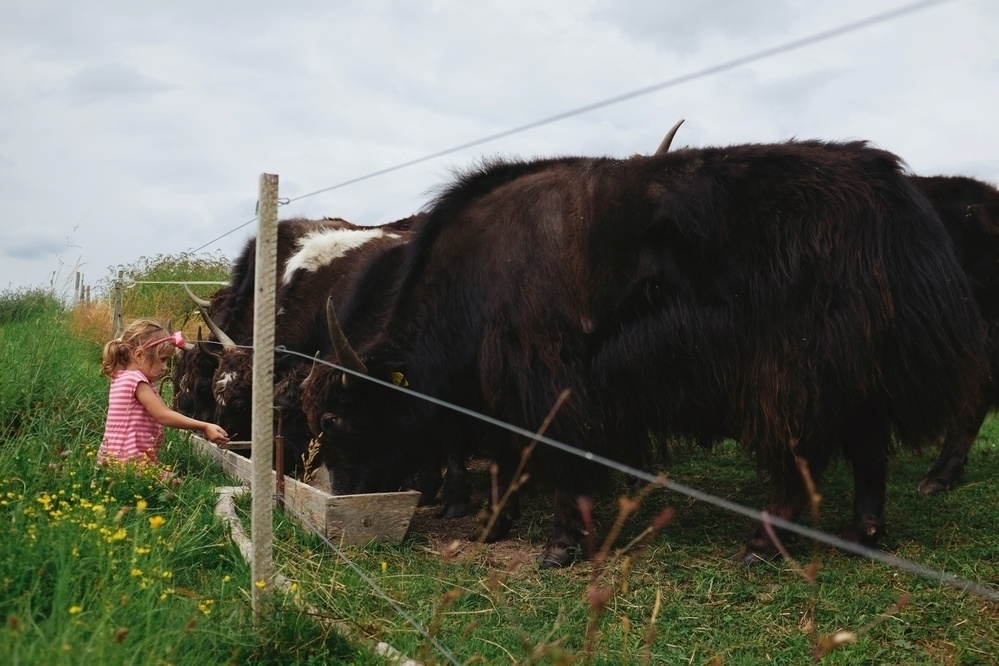 Small girl feeding several Yaks standing next to each other