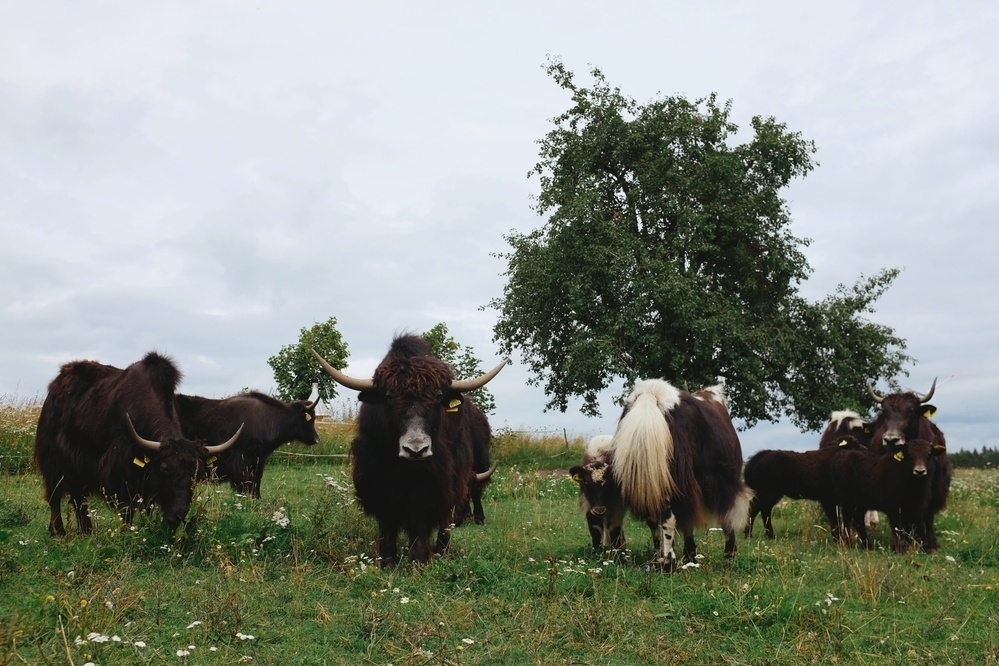 Herd of Yaks with calves on a pasture, trees in the background