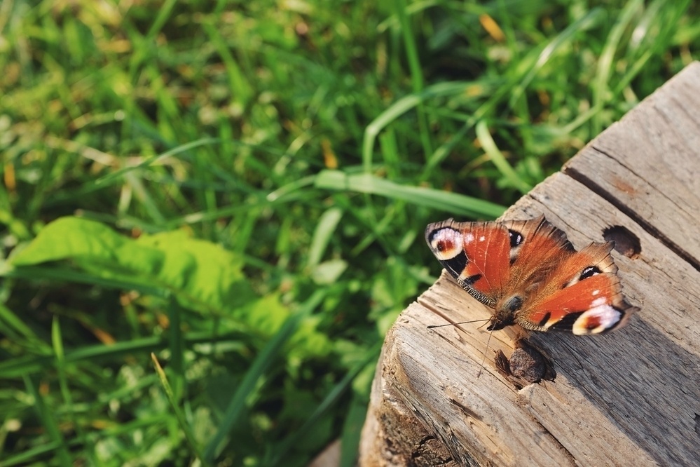 European peacock butterfly resting on an old piece of wood over a background of green grass