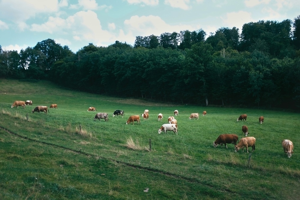 A dairy cow herd peacefully grazing on a valley pasture and a forest in the background