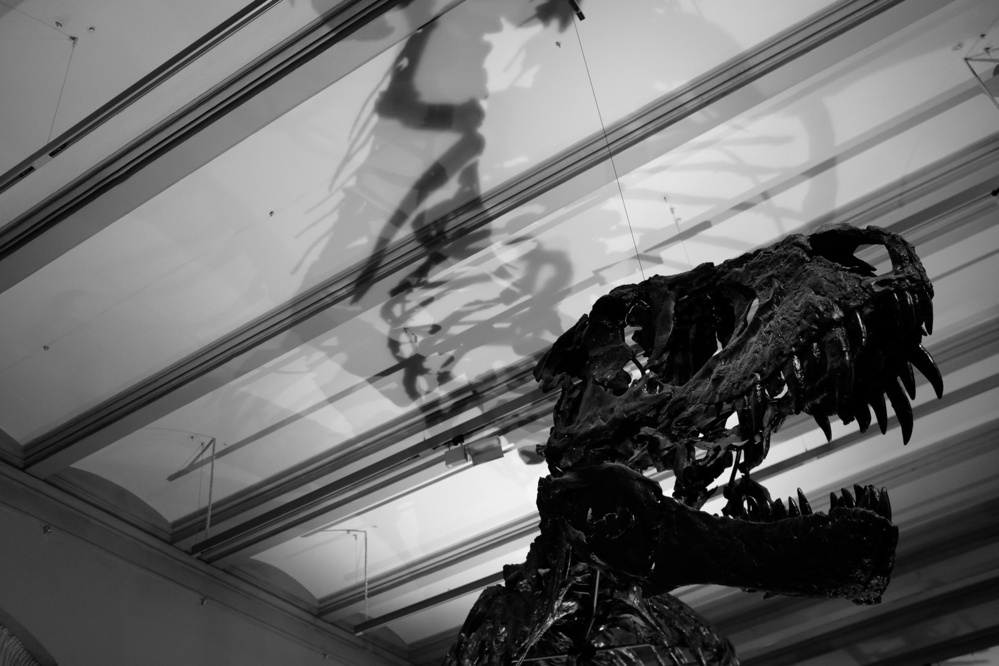 Black and white photograph of a Tyrannosaurus Rex dinosaur skeleton, displayed in a museum with dramatic lighting and shadows.