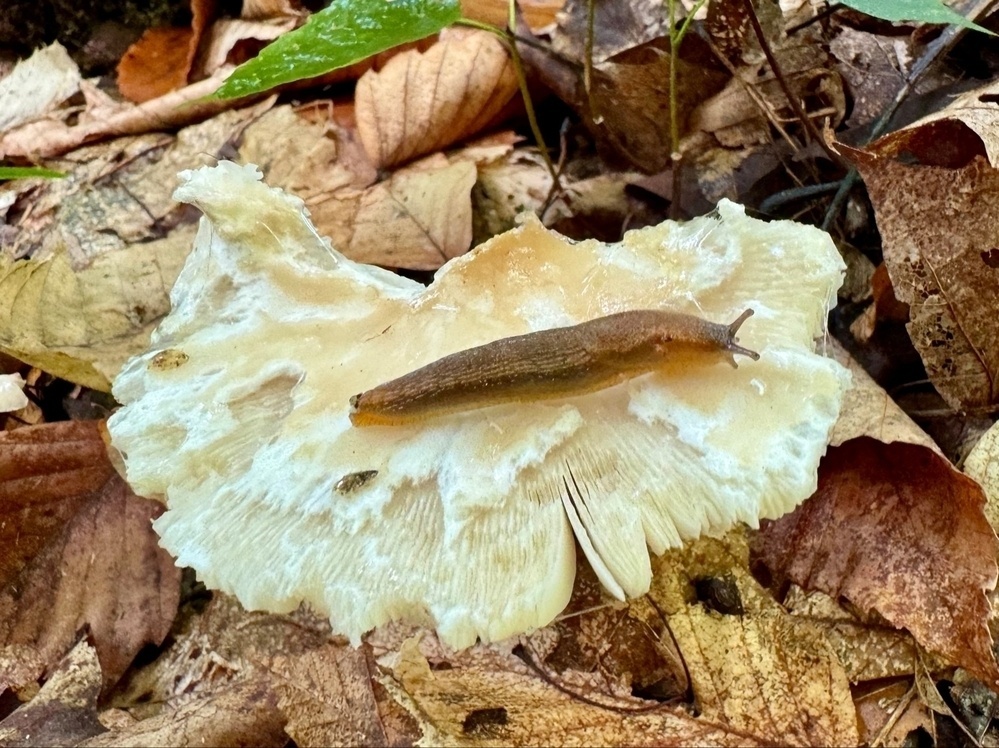 A brown slug is crawling on top of a white mushroom, which is resting on dry, fallen leaves and debris on the forest floor.