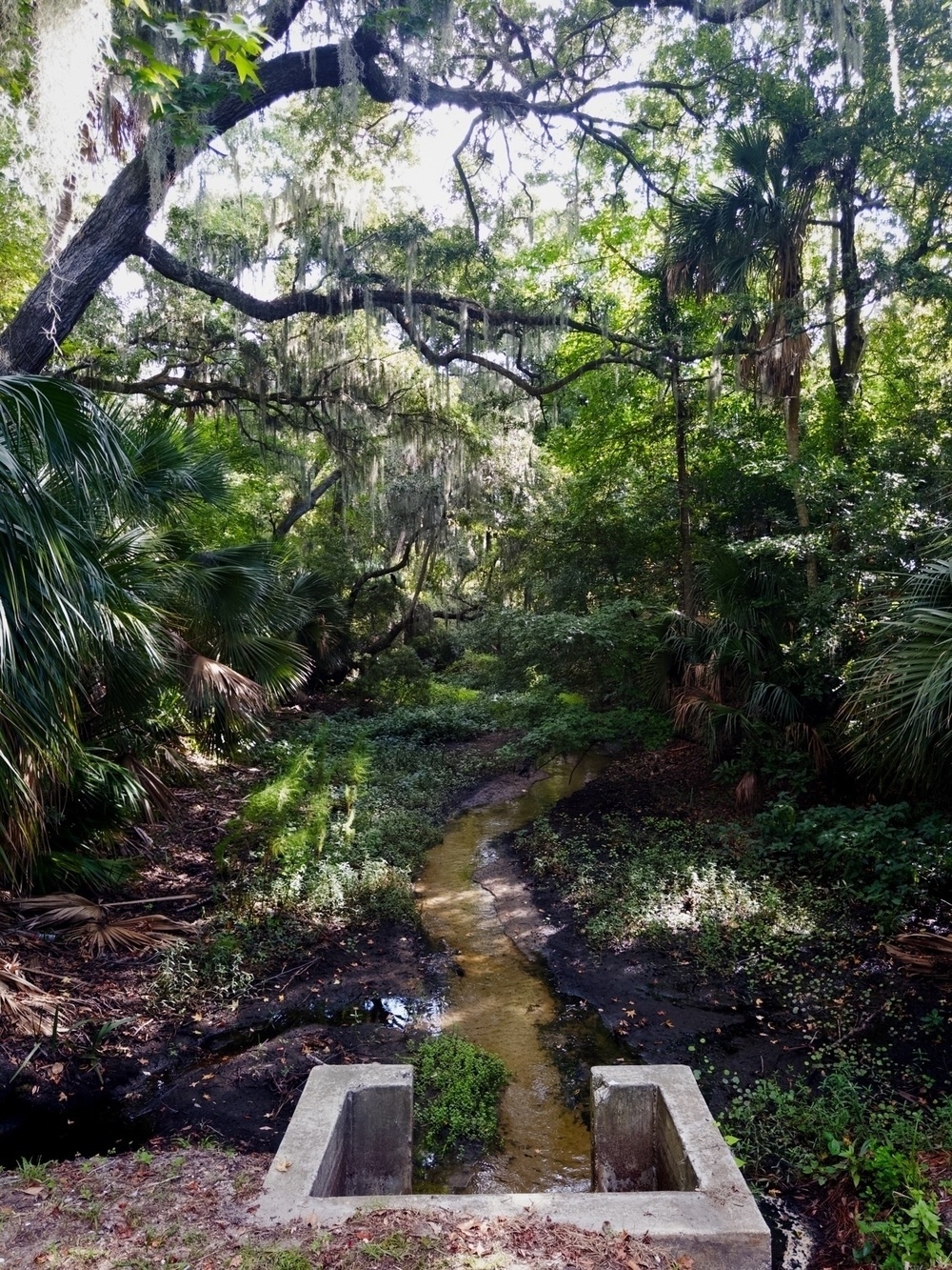 A narrow stream flows through dense, lush vegetation in a forested area. Large trees with hanging moss and various plants surround the stream. The image is viewed from a concrete structure at the edge of the stream.