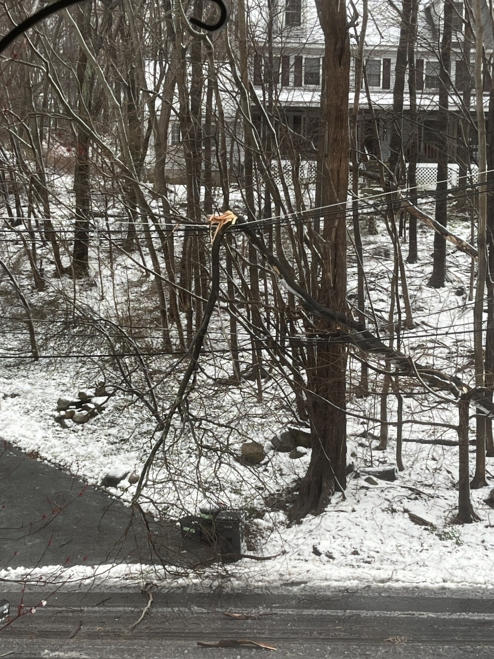 Fallen tree being held up by electrical wires