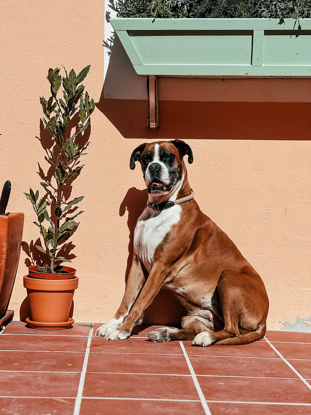 a boxer sits against a wall, with a plant by its side
