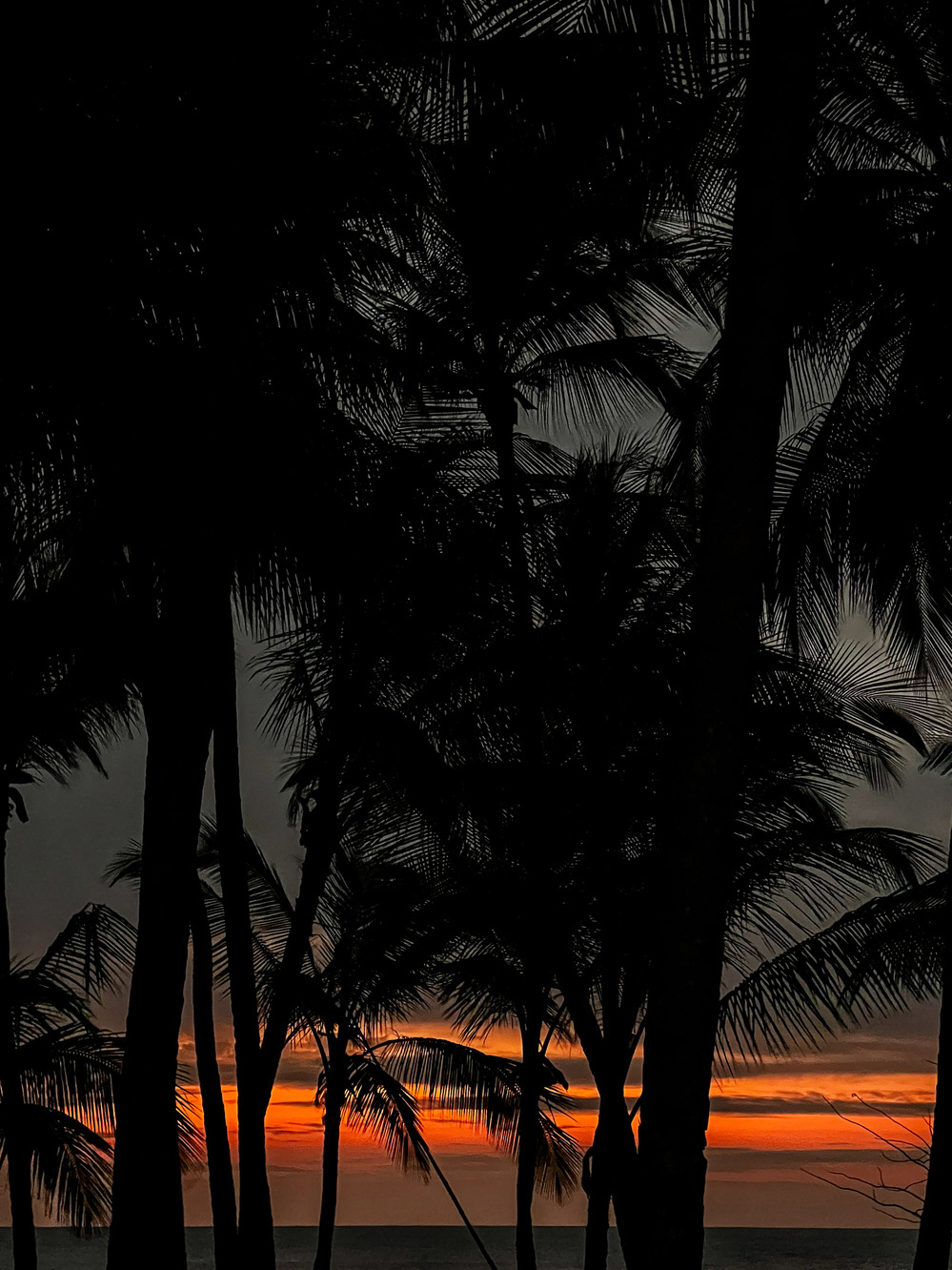 Silhouetted palm trees stand against a vibrant, colorful sunset over the ocean, with hues of orange, yellow, and red illuminating the sky.