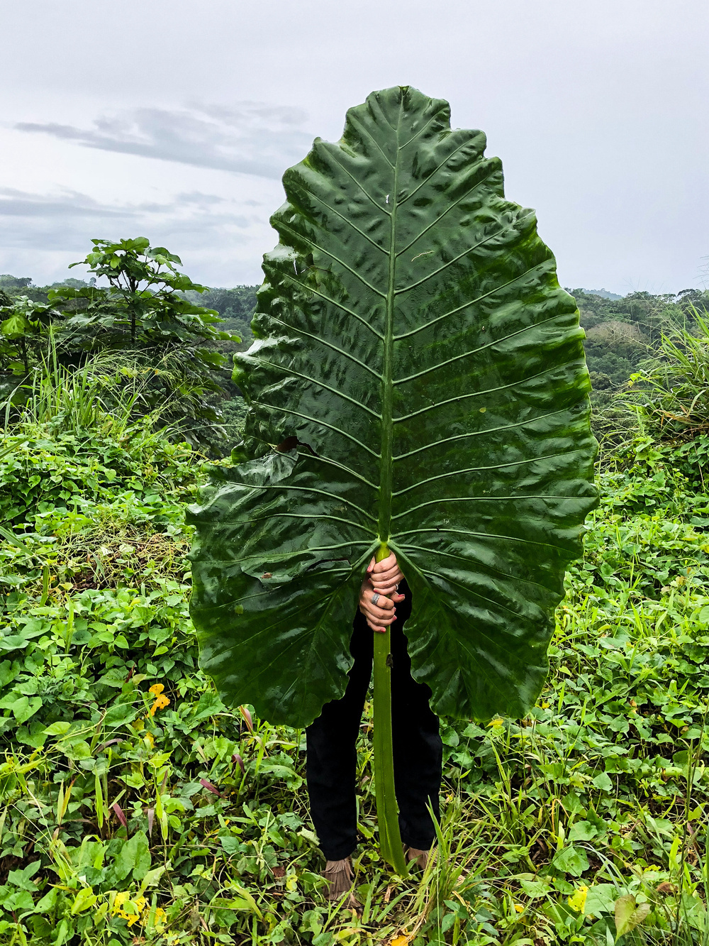 A person standing outdoors holding a large leaf in front of them, concealing their body. The background shows a green, lush landscape.