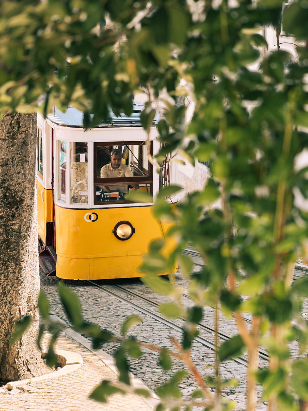 A vintage yellow tram captured through surrounding green foliage. The tram is moving along a cobblestone street, with a person visible inside.