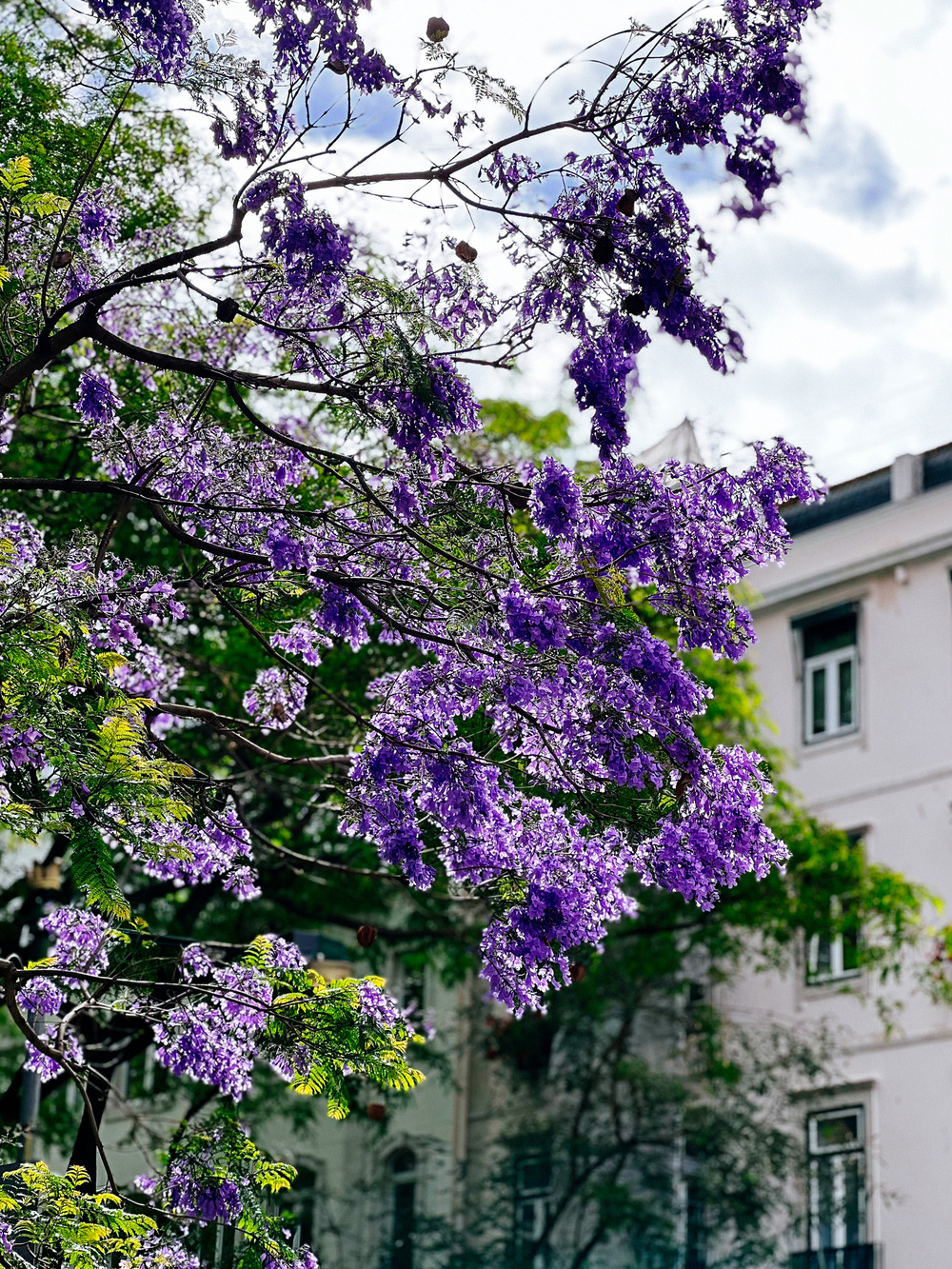 A vibrant tree covered in purple blossoms is set against a backdrop of green foliage and a white building with windows. The sky is partly cloudy, allowing sunlight to filter through the branches and highlight the flowers.