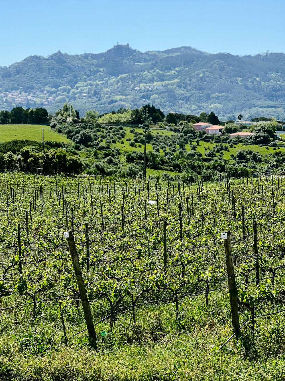 A vineyard with young grapevines in the foreground, a house amid lush greenery in the midground, and a mountain range with a structure on the summit in the background on a clear day.