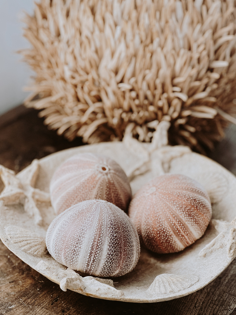 Three sea urchin shells resting in a decorative bowl with a textured, natural background.