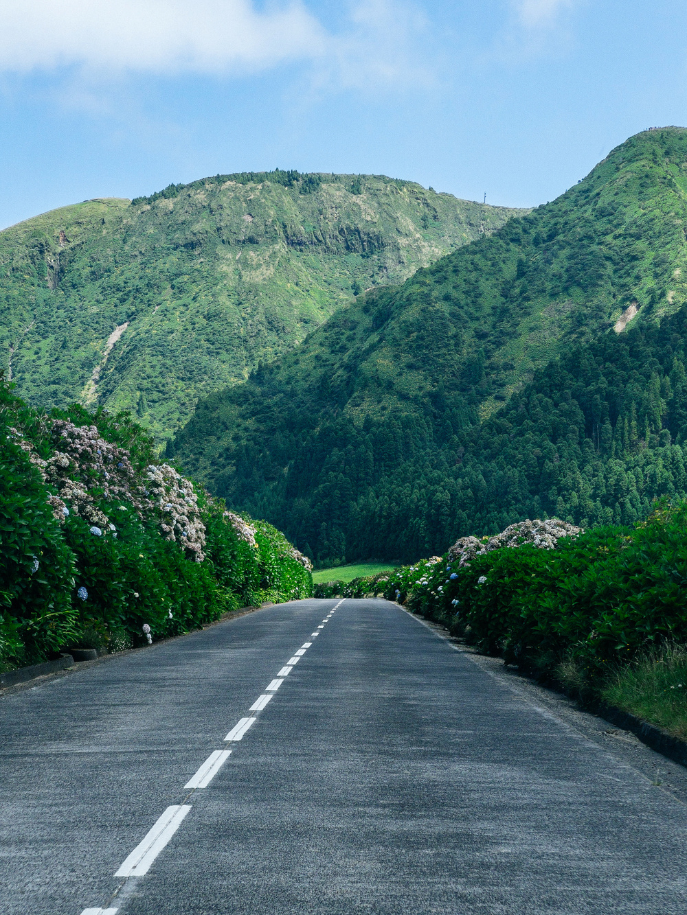 A serene road flanked by lush green bushes and colorful flowers leads towards verdant, rolling hills under a partly cloudy blue sky.