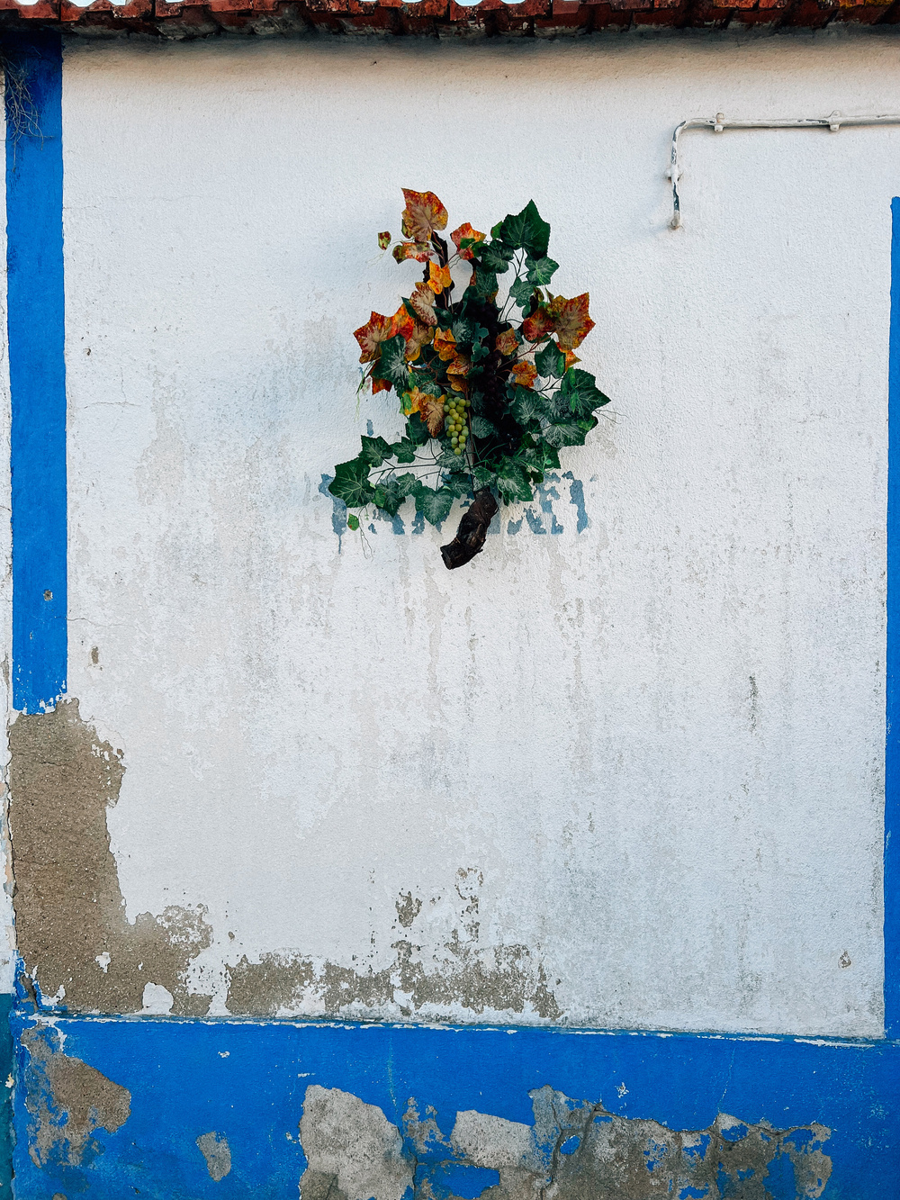 A plant growing out of a crack in an old white wall with blue accents and peeling paint.