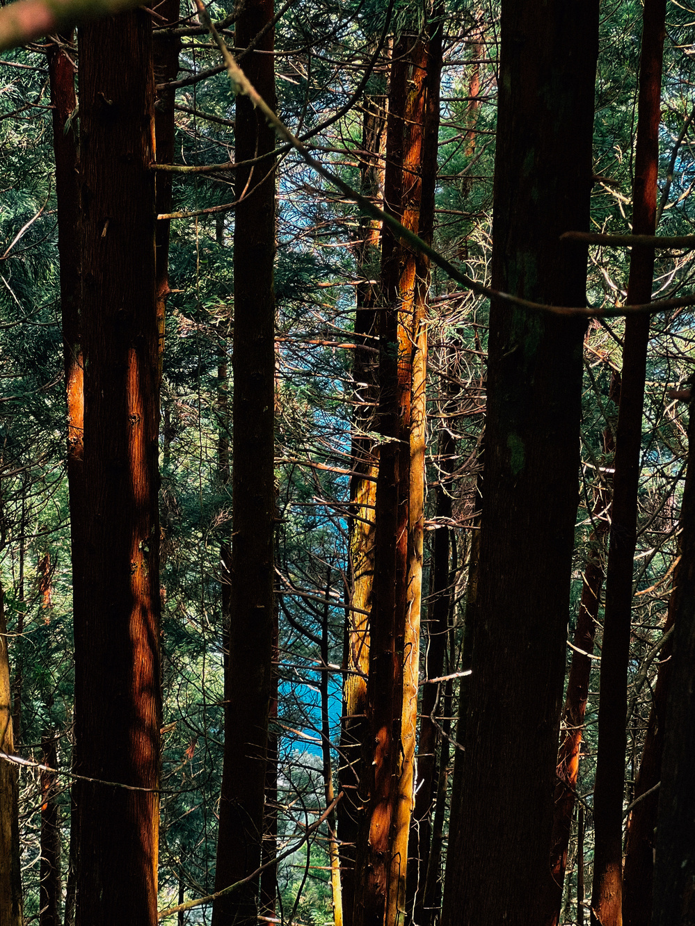 A dense forest with tall, closely spaced trees. Sunlight filters through the branches, casting light and shadows on the trunks. In the background, glimpses of a blue body of water can be seen through the trees.