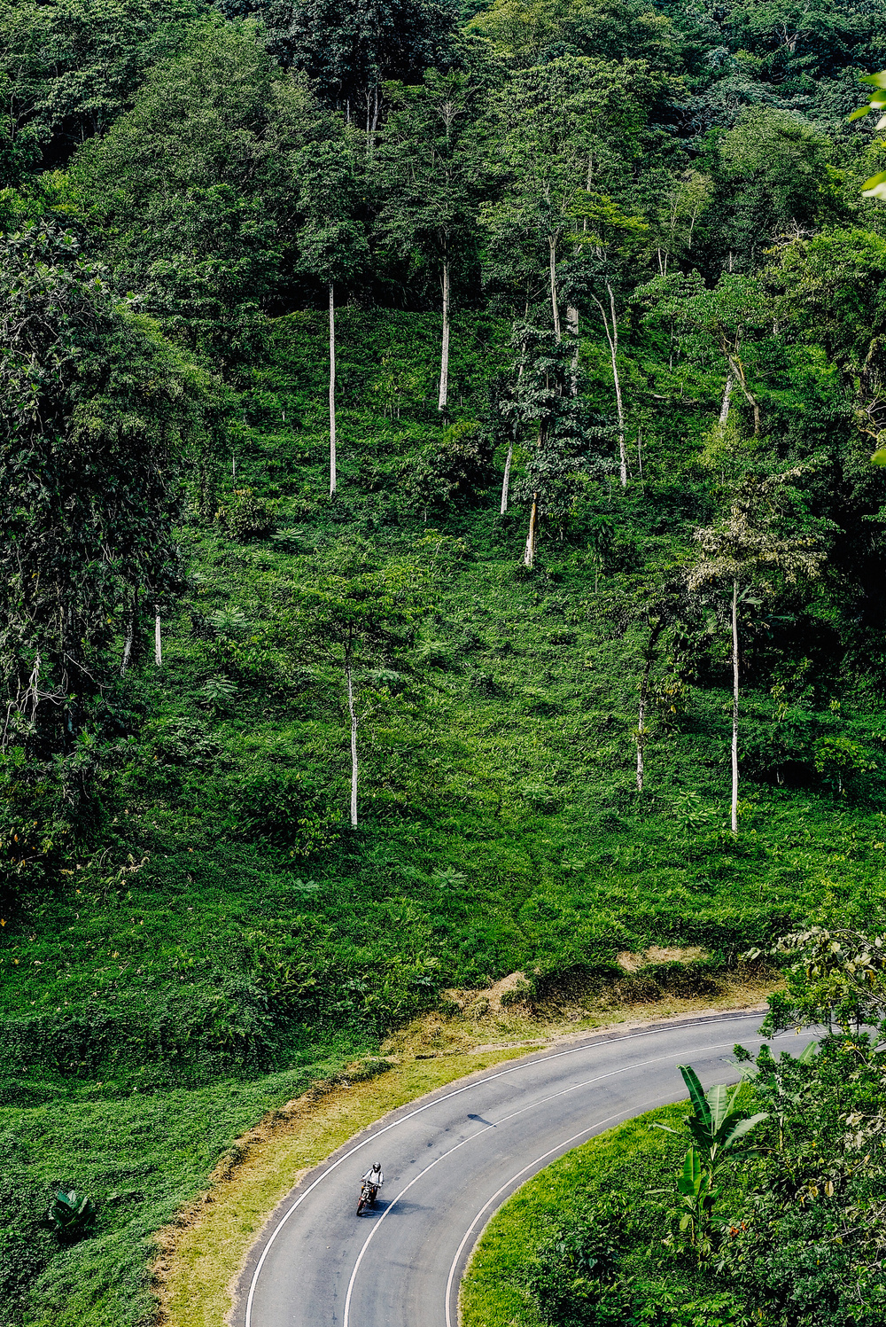 A motorcyclist rides on a winding road that curves through a dense, green forest with tall trees.