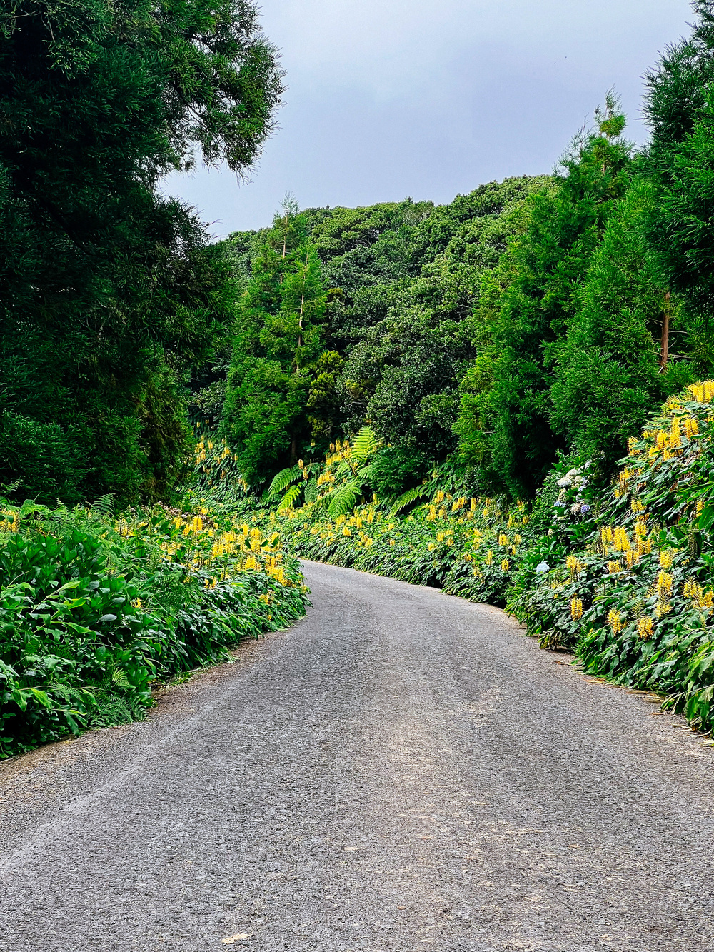 A winding road surrounded by lush greenery and tall trees, with yellow flowers growing along both sides of the path. The sky is partly cloudy.