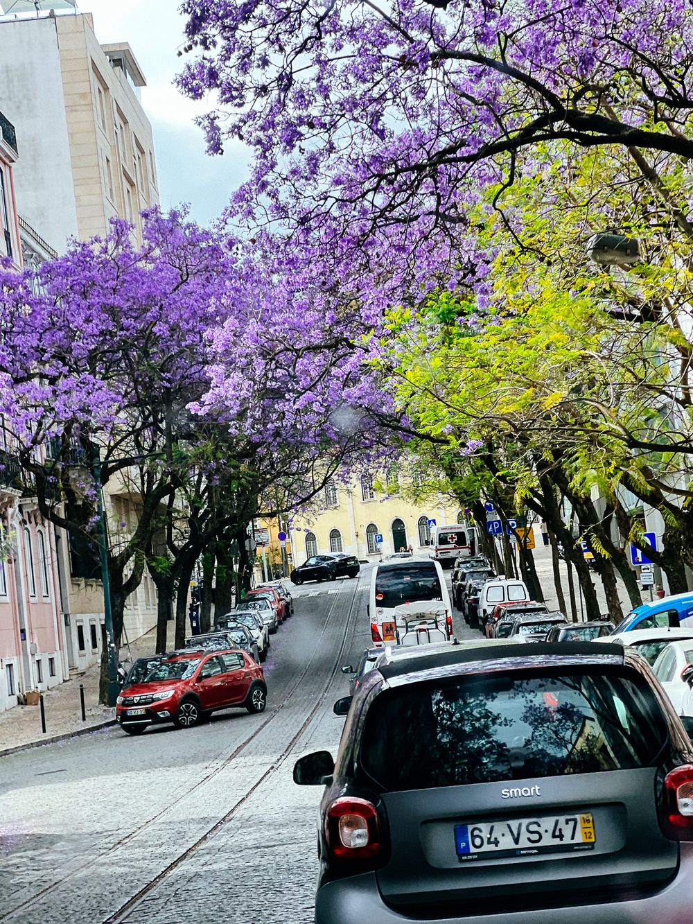 A picturesque street lined with cars and adorned with vibrant jacaranda trees. The street is paved with cobblestones, and various buildings flank the scene. In the distance, the road gently inclines, leading toward a yellow building.