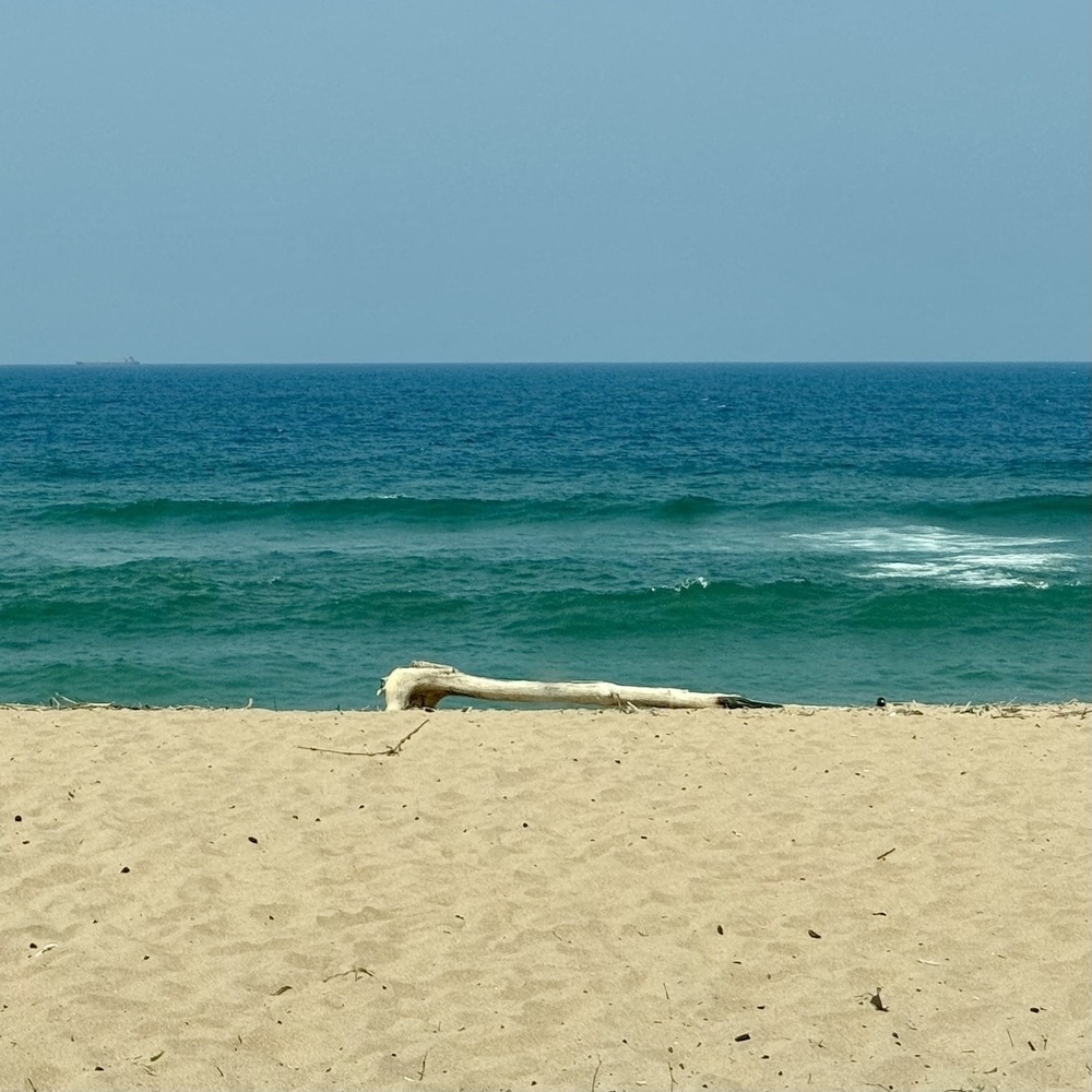 A bleached piece of driftwood on the beach in Durban, South Africa.