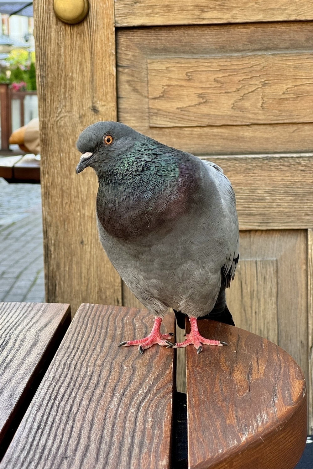 A pigeon perched on a table, looking quizzically at the camera.