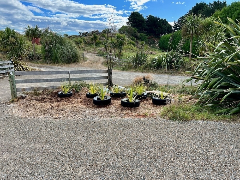 7 cabbage trees, planted, wider view.  