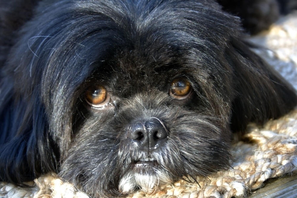 Close up on the face of a small black dog with brown eyes and a fresh haircut.