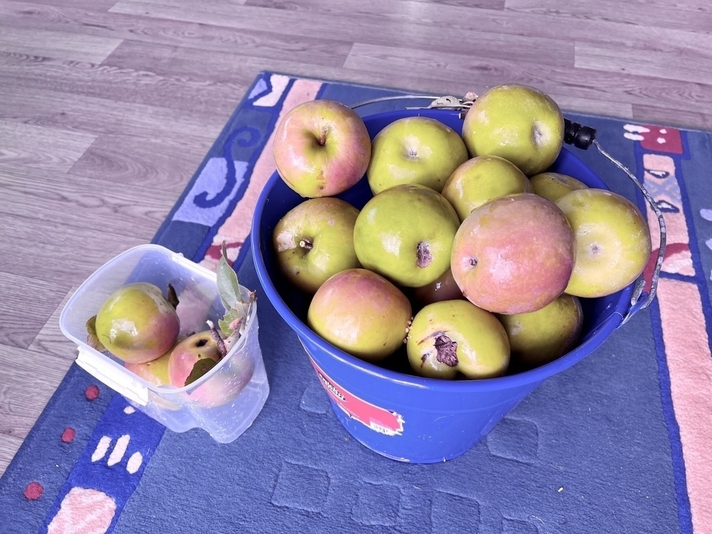 An overflowing bucket of Granny Smith apples. 
