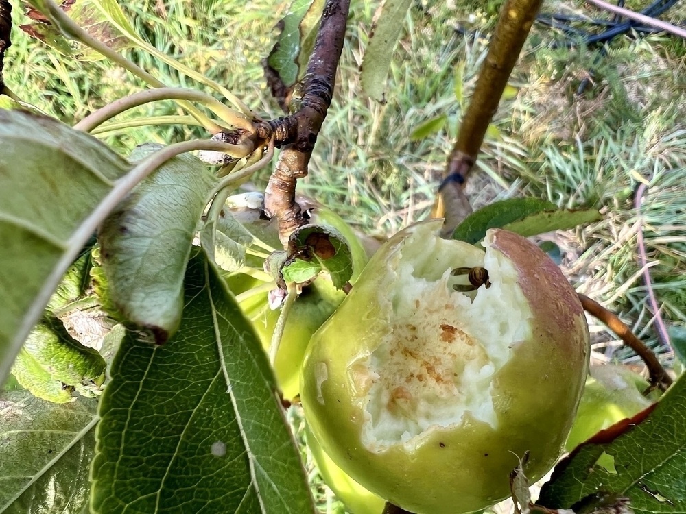 A partially eaten Granny Smith apple. 