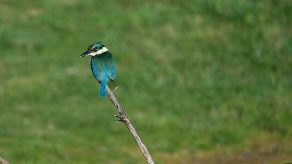 A bright blue Kingfisher with its back to the camera but head turned to look at the camera. 