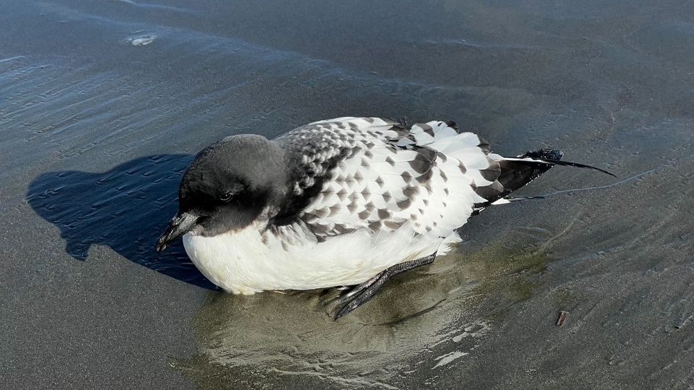 Gull sized bird with black head and black and white chequers on its body, sitting on wet sand. 