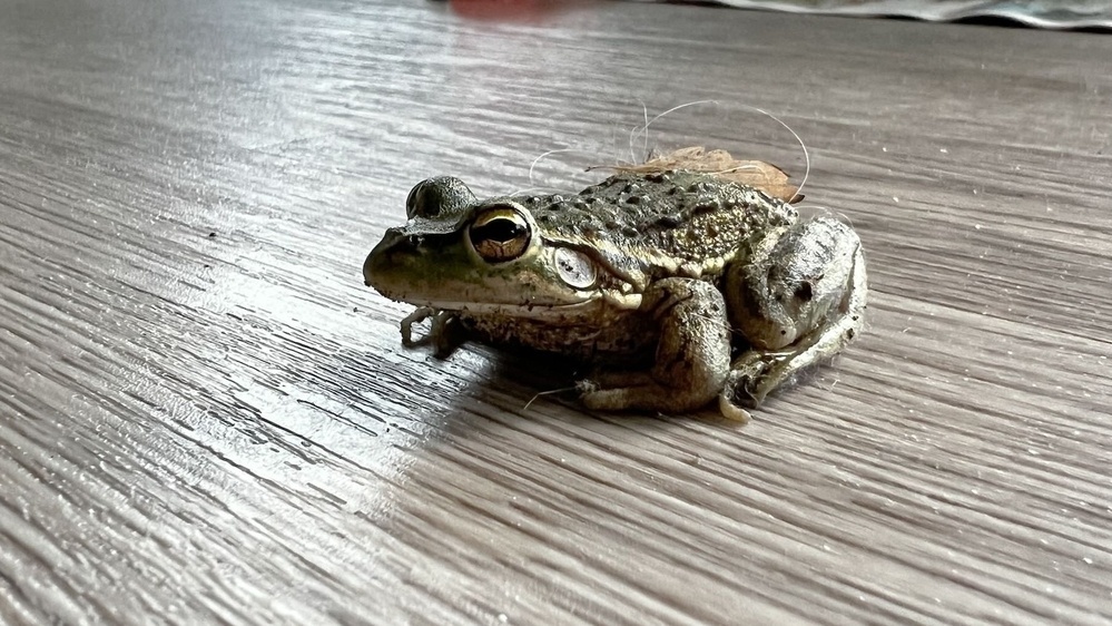 Small frog on the lounge floor. 